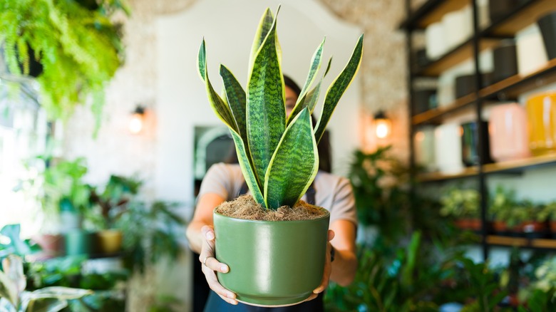 Gardener holding potted snake plant in greenery-filled room