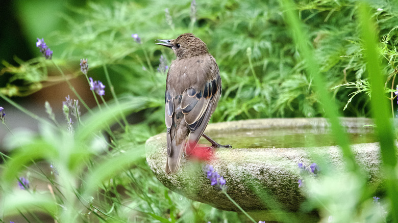 Starling on the edge of a stone bird bath