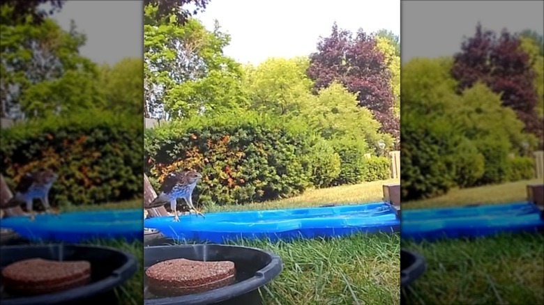 A bird of prey standing on the edge of a plastic sled full of water