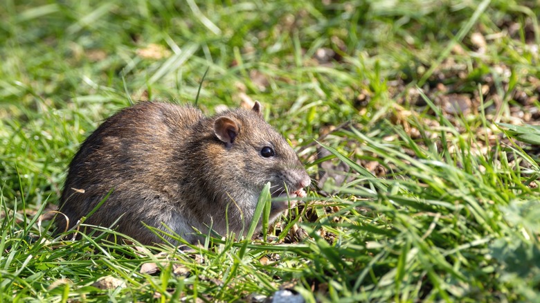 Rat crawling through grass in an unkempt lawn