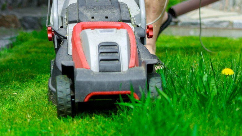 Person cutting very long grass with a power mower
