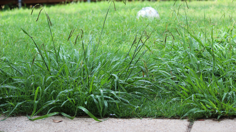 thick crabgrass weeds grow at the edge of a green lawn
