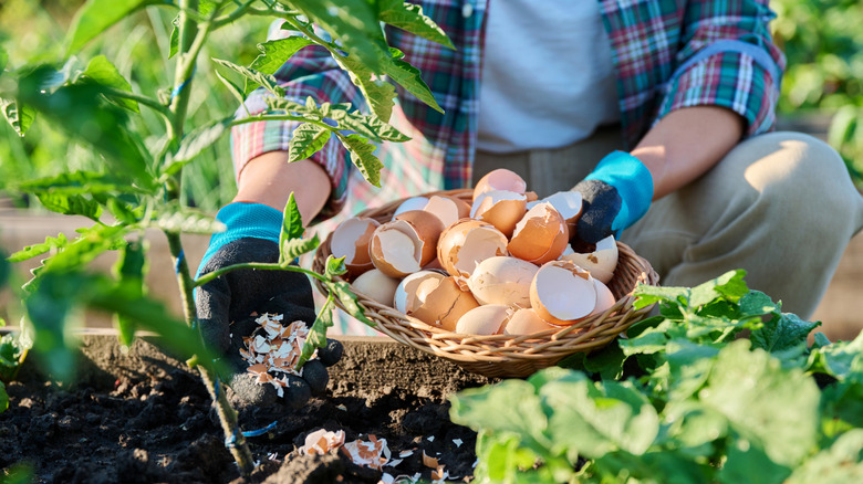 A gardener with a basket of eggshells adding them to the garden.