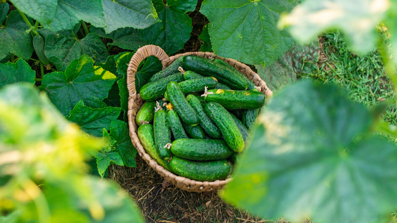A large harvest of cucumbers in a basket on the ground.