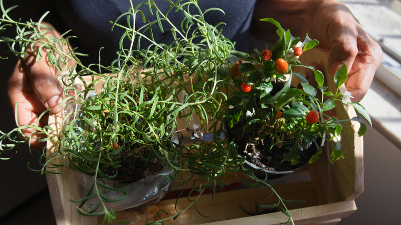 Person holding young rosemary and pepper plants
