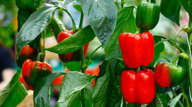 Ripening red peppers on a plant
