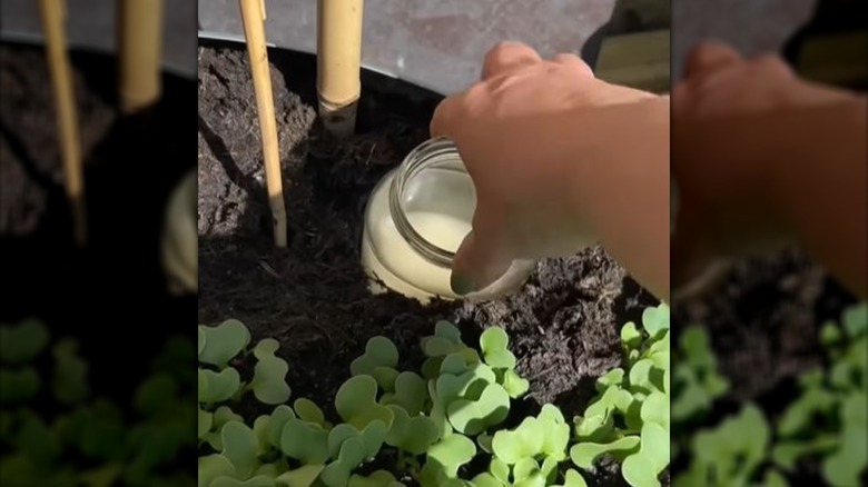 Woman putting DIY yeast trap for slugs in garden bed