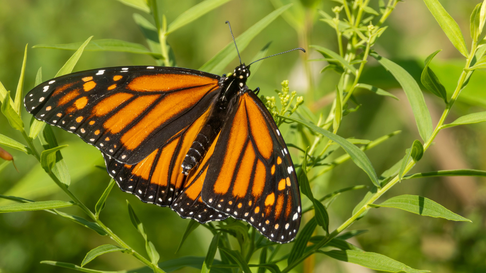 Not Butterfly Bush Or Coneflower: The Flower That Attracts Butterflies Like Magic
