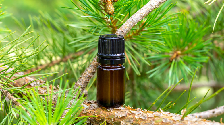 Image of a bottle of essential oil on the branch of a cedar tree.