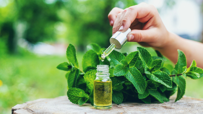 Peppermint essential oil bottle with dropper in front of peppermint leaves