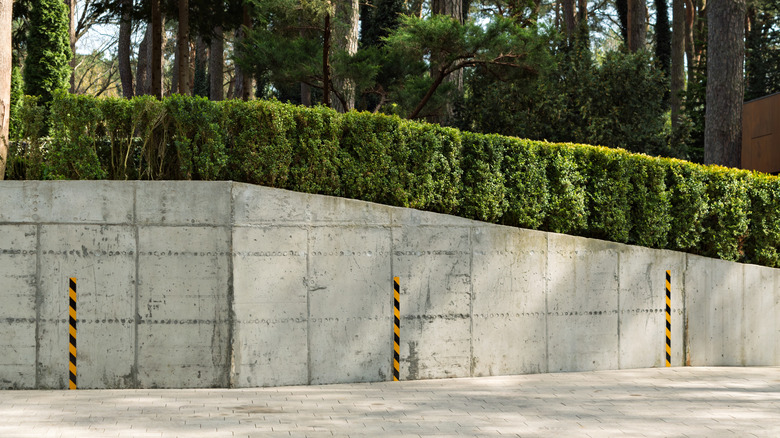 Concrete retaining wall lined with hedges