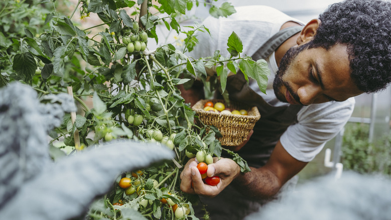 Person picking tomatoes from a garden bed.