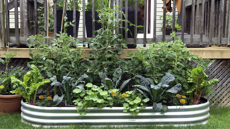 Vegetables growing in a galvanized steel, raised garden bed.