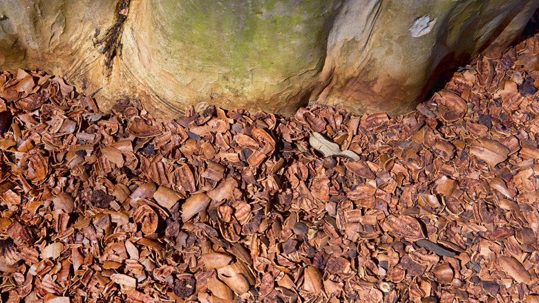 Pecan shell mulch can be used around the base of trees.