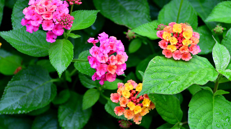 Close-up of pink, yellow, and orange lantana flowers