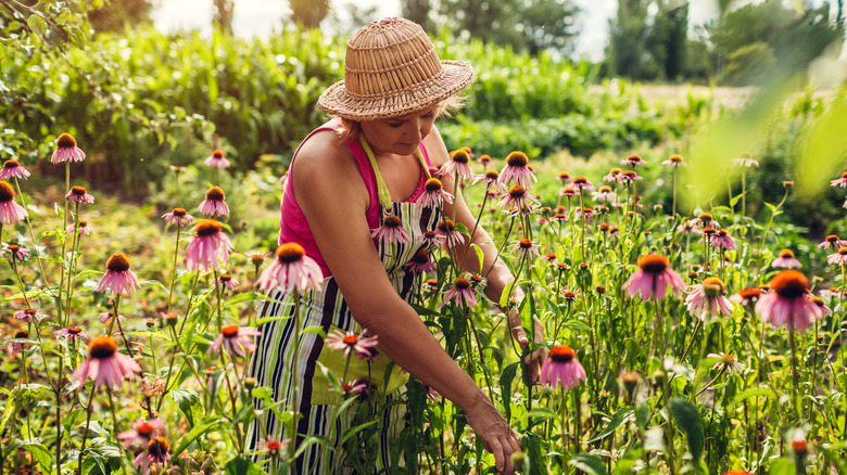 A woman tends to coneflowers in a backyard