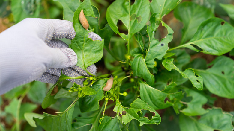 A gloved hand inspecting a damaged plant with slugs on the leaves