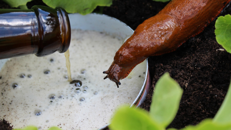 A bottle being poured into a ground container with slug nearby