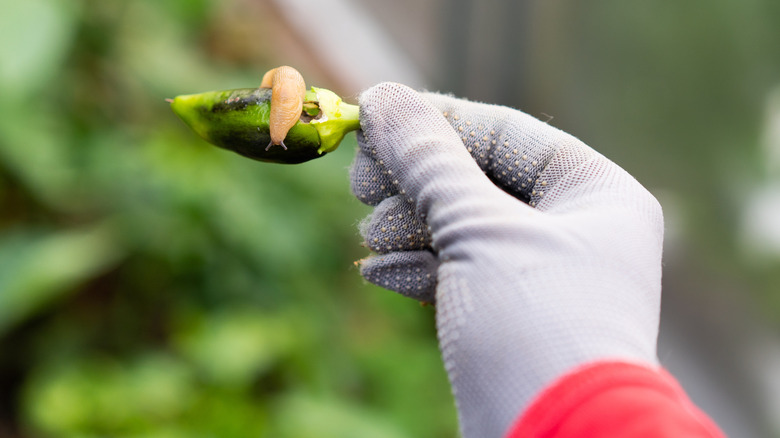 Gloved hand holding a pepper with slug in garden