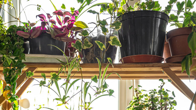 A mixture of potted houseplants on a shelf running across a window