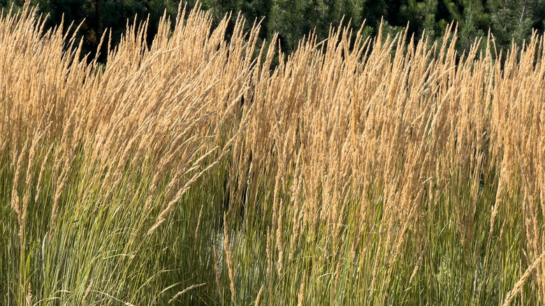 A row of tall reed grass stalks