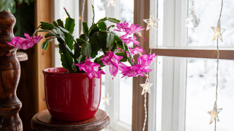 Christmas cactus blooming by a window with star-shaped lights hanging down