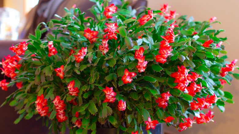 Closeup of Christmas cactus with red flowers