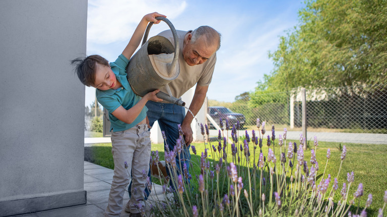 Man and boy water lavender plants.