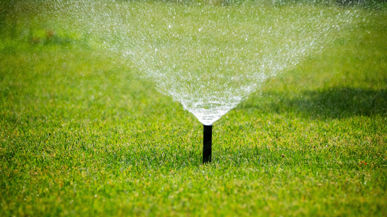 A sprinkler spraying water onto green a lawn