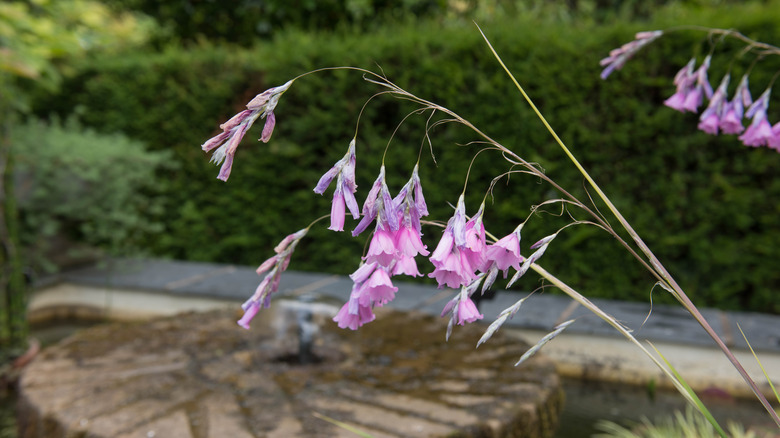 Pink angels fishing rod in a garden