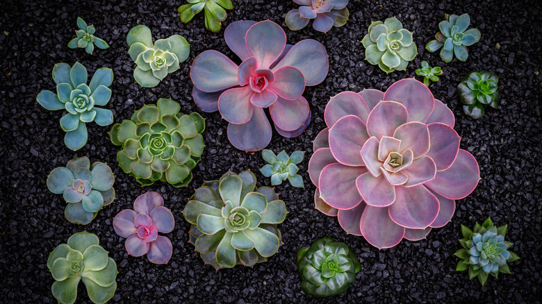 basalt sand in a succulent garden