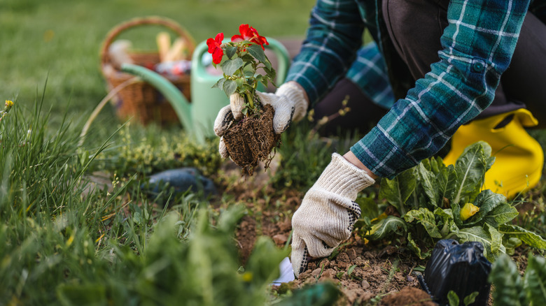 a gardener landscapes with colorful flowers