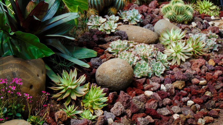 A collection of succulents grows among red and gray-colored lava rocks.