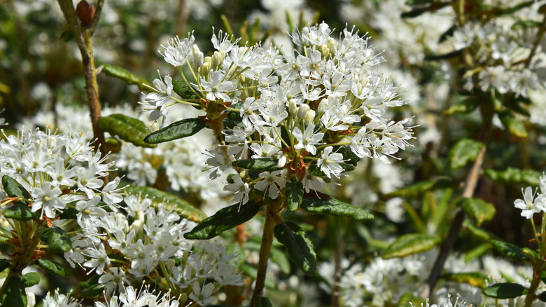 Bog labrador tea shrubs full of white flowers
