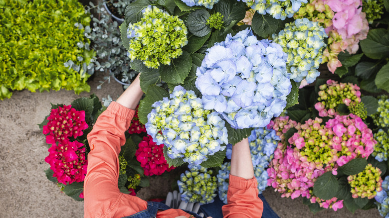 Woman arranging assorted potted hydrangeas