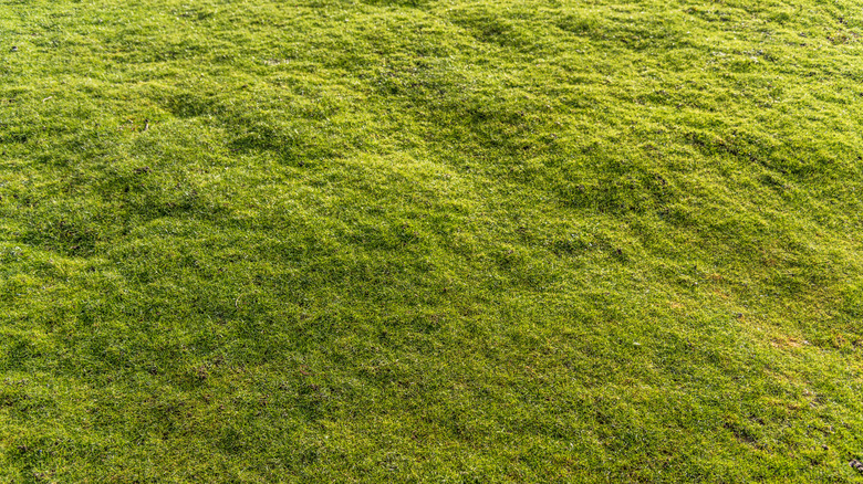 A slightly uneven lawn seen from above.