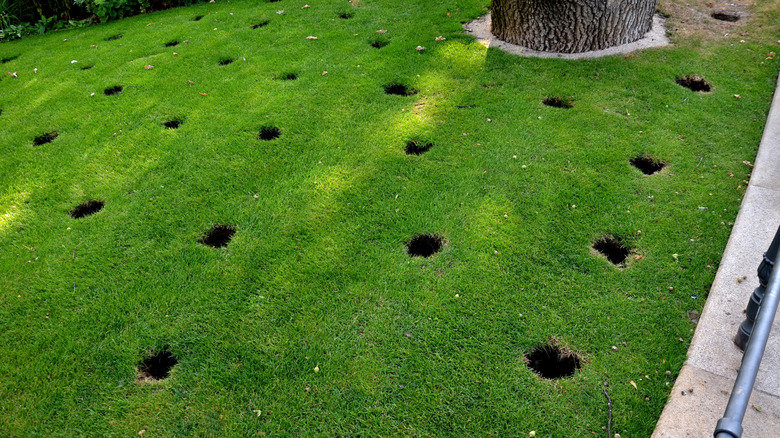 Under crown tree aeration.