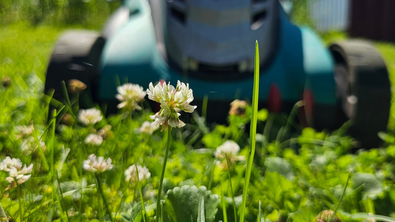 Closeup on white clover about to be mowed.