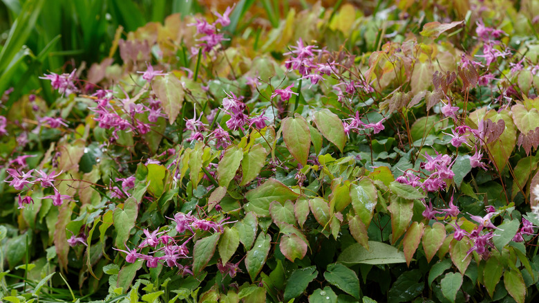 pink epimedium flowers in bloom
