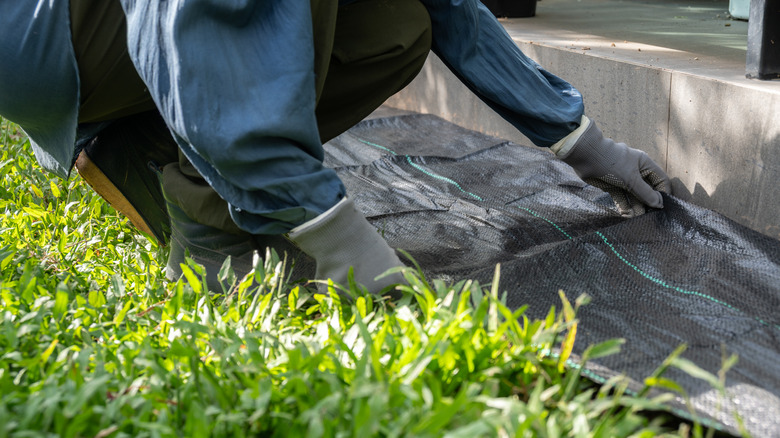 a gardener lays down landscape fabric