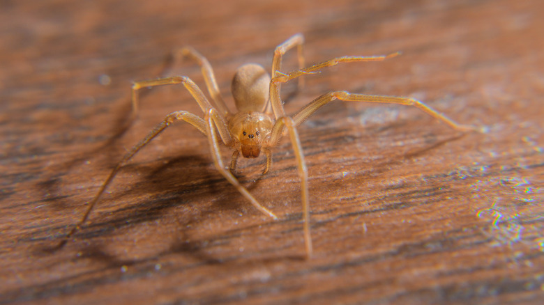 A brown recluse spider crawling on wood surface.