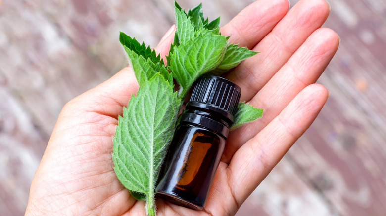 Hand holding peppermint leaves and essential oil.
