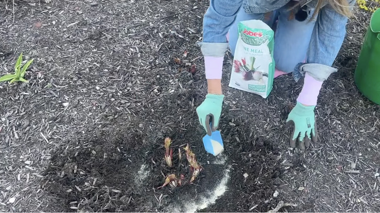 Gardener applying bone meal fertilizer to her peony bulbs