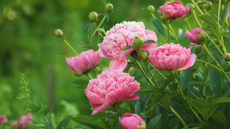 Beautiful peony flowers in bloom