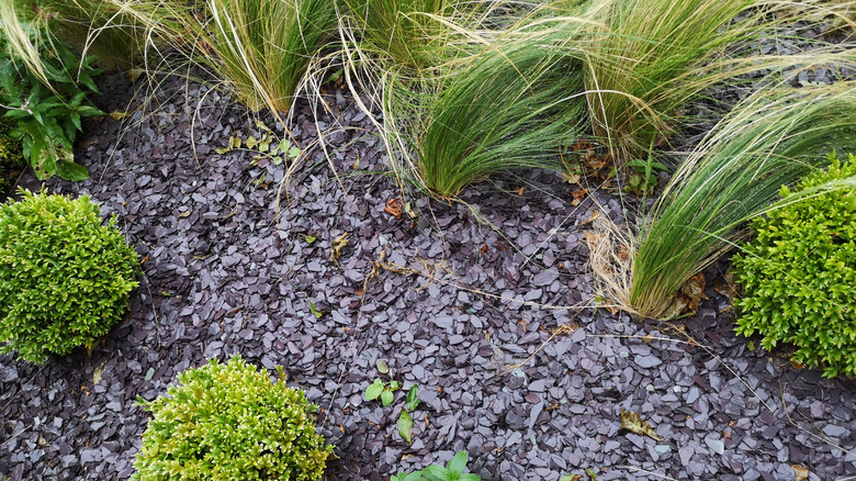 Water garden with slate chippings used as mulch