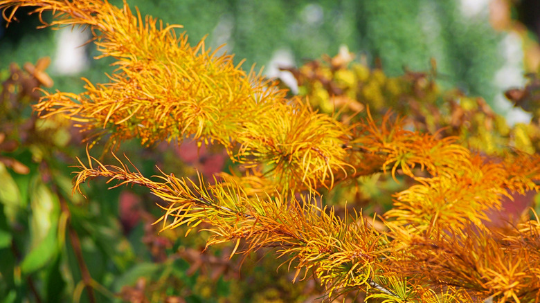 Bluestar foliage that has turned golden yellow in the fall.