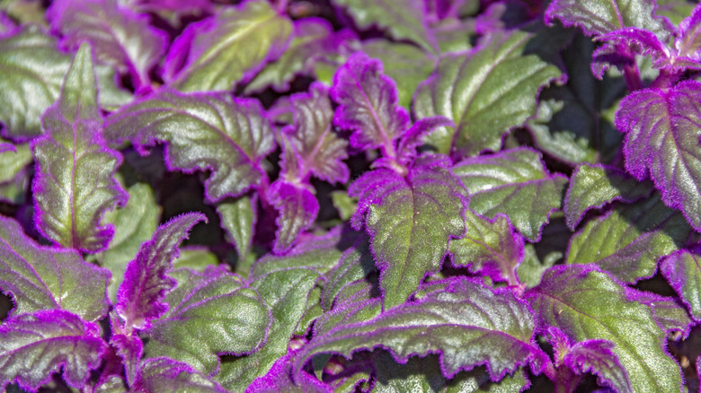 Purple passion plant makes an interesting alternative to mums.