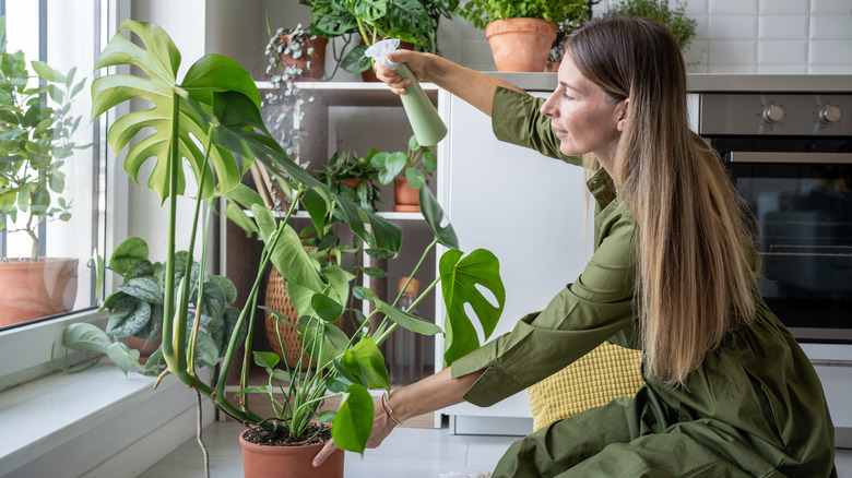 Woman spritzing a large monstera houseplant with water