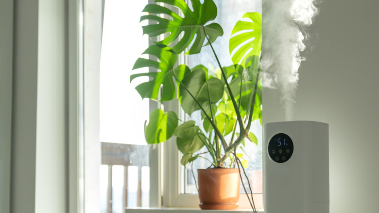 Monstera sitting near a humidifier