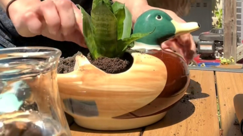 A person fills a duck figurine with soil, turning it into a planter